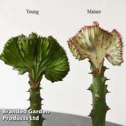 Euphorbia Lactea 'Cristata' 19 Euphorbia Lactea 'Cristata' -Edible Flowers Sales Store EUPH LACTE10CM E