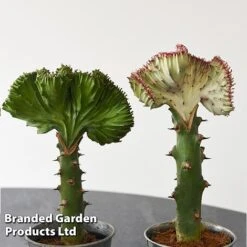 Euphorbia Lactea 'Cristata' 20 Euphorbia Lactea 'Cristata' -Edible Flowers Sales Store EUPH LACTE10CM F