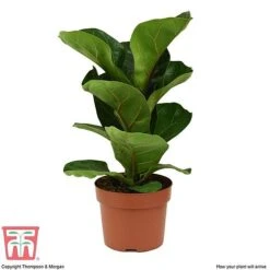 Ficus Lyrata 'Compacta' -Edible Flowers Sales Store FIC kb1113 E