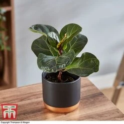 Ficus Lyrata 'Compacta' -Edible Flowers Sales Store FICU 1113 A2