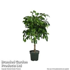 Ficus Benjamina 'Exotica' Braided Stem In Hydro Pot -Edible Flowers Sales Store FICU EXOTI27CM T506341