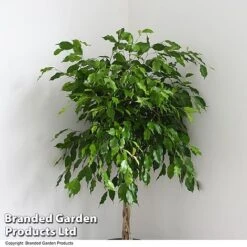 Ficus Benjamina 'Exotica' Braided Stem In Hydro Pot -Edible Flowers Sales Store FICU EXOTICABR T50618
