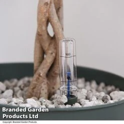 Ficus Benjamina 'Exotica' Braided Stem In Hydro Pot -Edible Flowers Sales Store FICU EXOTICABR T50621