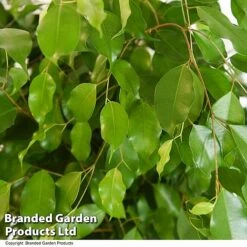 Ficus Benjamina 'Exotica' Braided Stem In Hydro Pot -Edible Flowers Sales Store FICU EXOTICABR T50755