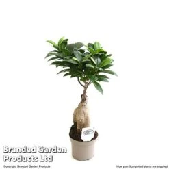 Ficus Microcarpa 'Ginseng' -Edible Flowers Sales Store FICU GINSEN9CM T49230
