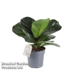 Ficus Lyrata (Fiddle Leaf Fig) -Edible Flowers Sales Store FICU LYRAT12CM WKA8599 A