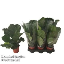 Ficus Lyrata (Fiddle Leaf Fig) -Edible Flowers Sales Store FICU LYRAT12CM WKA8599 B