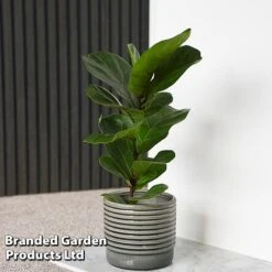 Ficus Lyrata (Fiddle Leaf Fig) -Edible Flowers Sales Store FICU LYRATA T45105E