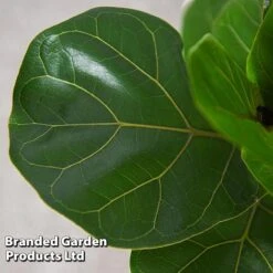 Ficus Lyrata (Fiddle Leaf Fig) -Edible Flowers Sales Store FICU LYRATA T45106D