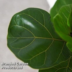 Ficus Lyrata (Fiddle Leaf Fig) -Edible Flowers Sales Store FICU LYRATA T45107C