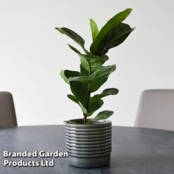 Ficus Lyrata (Fiddle Leaf Fig) -Edible Flowers Sales Store FICU LYRATA T45108B