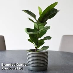 Ficus Lyrata (Fiddle Leaf Fig) -Edible Flowers Sales Store FICU LYRATA T45109A