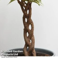 Ficus Benjamina 'Nina' 7 Ficus Benjamina 'Nina' -Edible Flowers Sales Store FICU NINA T49514