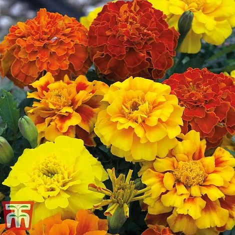 Garden Ready Bedding Collection 2 Garden Ready Bedding Collection - Image 2