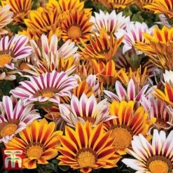 Garden Ready Bedding Collection 7 Garden Ready Bedding Collection -Edible Flowers Sales Store GARD KB3128 C