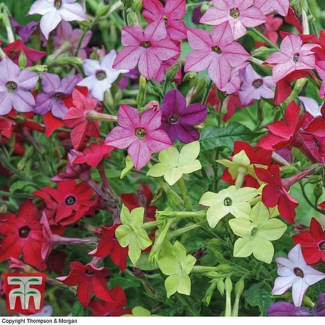 Garden Ready Bedding Collection 5 Garden Ready Bedding Collection - Image 5