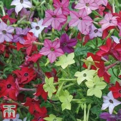 Garden Ready Bumper Collection -Edible Flowers Sales Store GARD KB3132 D