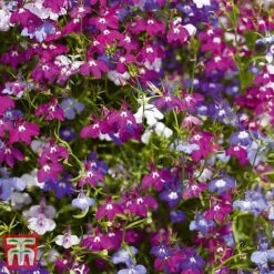 Garden Ready Bumper Collection -Edible Flowers Sales Store GARD KB3132 F