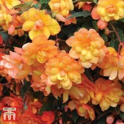 Garden Ready Bumper Collection -Edible Flowers Sales Store GARD KB3132 G