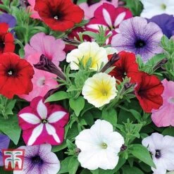 Garden Ready Bumper Collection -Edible Flowers Sales Store GARD KB3132 I