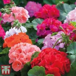 Garden Ready Bumper Collection -Edible Flowers Sales Store GARD KB3132 J