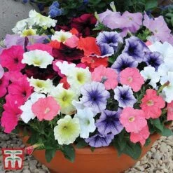 Garden Ready Bumper Collection -Edible Flowers Sales Store GARD KB3132 K