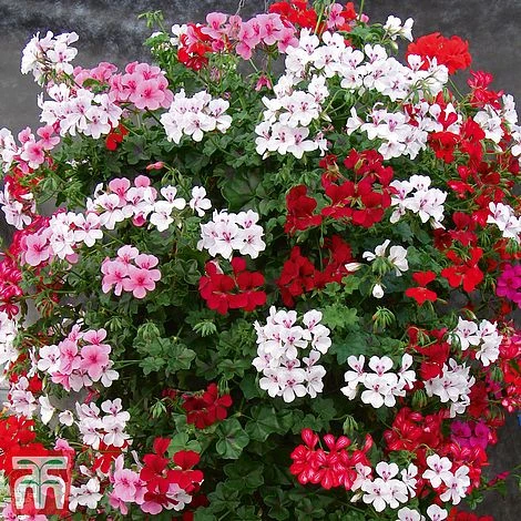 Geranium 'GeRainbow™ Mixed' 2 Geranium 'GeRainbow™ Mixed' - Image 2