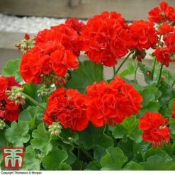 Geranium 'Power Red' -Edible Flowers Sales Store GERA P92143A C