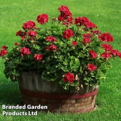 Geranium Giants Collection -Edible Flowers Sales Store GERA GRANDVIOL L41307