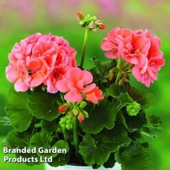 Geranium Giants Collection -Edible Flowers Sales Store GERA GRCLSALMO S04734