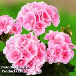Geranium Giants Collection -Edible Flowers Sales Store GERA GRCLSALMP S30743