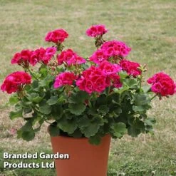 Geranium Giants Collection -Edible Flowers Sales Store GERA POWERVIOL S14646
