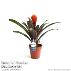 Guzmania 'Tala' -Edible Flowers Sales Store GUZM TALA12CM T49236