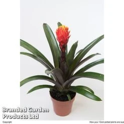 Guzmania 'Tala' -Edible Flowers Sales Store GUZM TALA12CM W48356