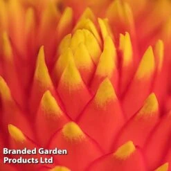 Guzmania 'Tala' -Edible Flowers Sales Store GUZM TALA W48354