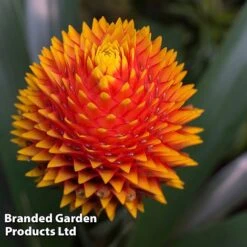 Guzmania 'Tala' -Edible Flowers Sales Store GUZM TALA W48355