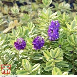 Hebe 'Silver Queen' -Edible Flowers Sales Store HEBE 8028 A1