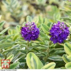 Hebe 'Silver Queen' -Edible Flowers Sales Store HEBE 8028 A2