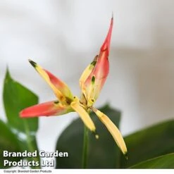 Heliconia Psittacorum 'Hawaii' -Edible Flowers Sales Store HELI HAWAII T48009