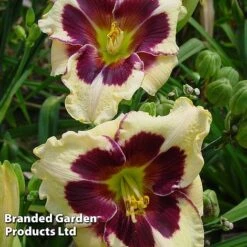 Hemerocallis Fringed Collection -Edible Flowers Sales Store HEME CELEBANGE S413321