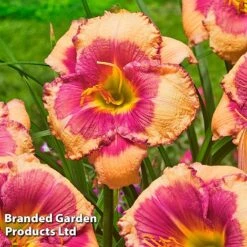 Hemerocallis Fringed Collection -Edible Flowers Sales Store HEME HELLOSCRE S413331