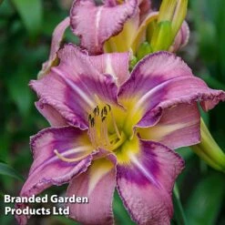 Hemerocallis Fringed Collection -Edible Flowers Sales Store HEME MILDREDMI L413581
