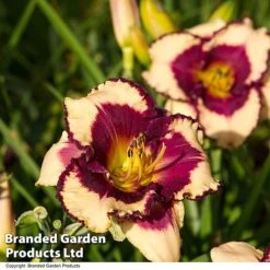 Hemerocallis Fringed Collection -Edible Flowers Sales Store HEME TROPSURPR S413341