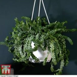 Nurserymans Choice Hanging Basket Succulent Plant Collection -Edible Flowers Sales Store HOU KB3438 B