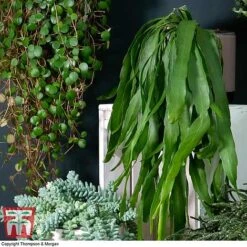 Nurserymans Choice Hanging Basket Succulent Plant Collection -Edible Flowers Sales Store HOU KB3438 C