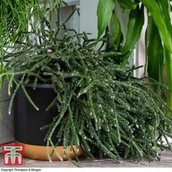 Nurserymans Choice Hanging Basket Succulent Plant Collection -Edible Flowers Sales Store HOU KB3438 F