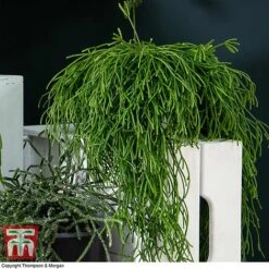 Nurserymans Choice Hanging Basket Succulent Plant Collection -Edible Flowers Sales Store HOU KB3438 G