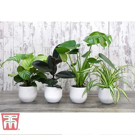 House Plant Urban Jungle Collection 3 House Plant Urban Jungle Collection -Edible Flowers Sales Store HOUS KA8543 A