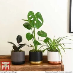 House Plant Urban Jungle Collection -Edible Flowers Sales Store HOUS KA8543 H