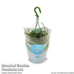 Hoya Linearis -Edible Flowers Sales Store HOYA LINEA12CM T48001